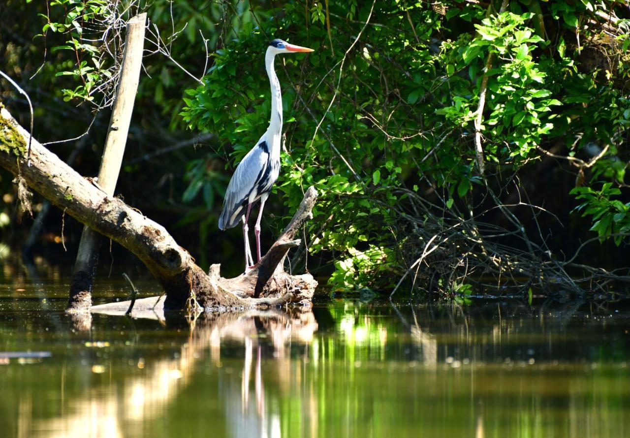 Вилла Casa A Beira Do Rio Jaguareguava Na Mata Atlantica Em Bertioga Sp Экстерьер фото